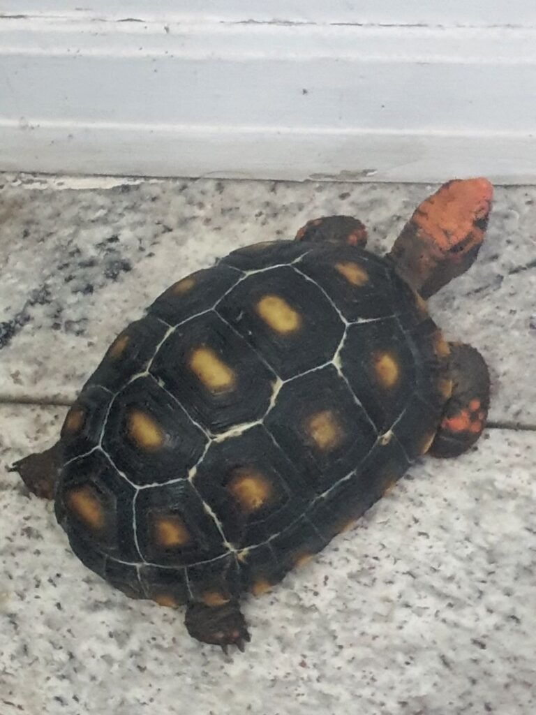 Guarda Municipal apura possível maus-tratos a animais em apartamento de Americana