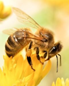 Idoso que sofreu mil picadas de abelha recebe alta após semana internado