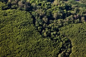 Suzano restaura mais de 1,7 mil hectares de Mata Atlântica no Estado de São Paulo