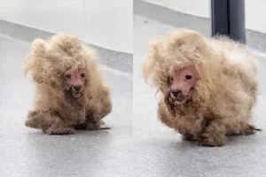 Tosa de 2 horas transforma cachorra resgatada que tinha quase 1 kg de pelos emaranhados