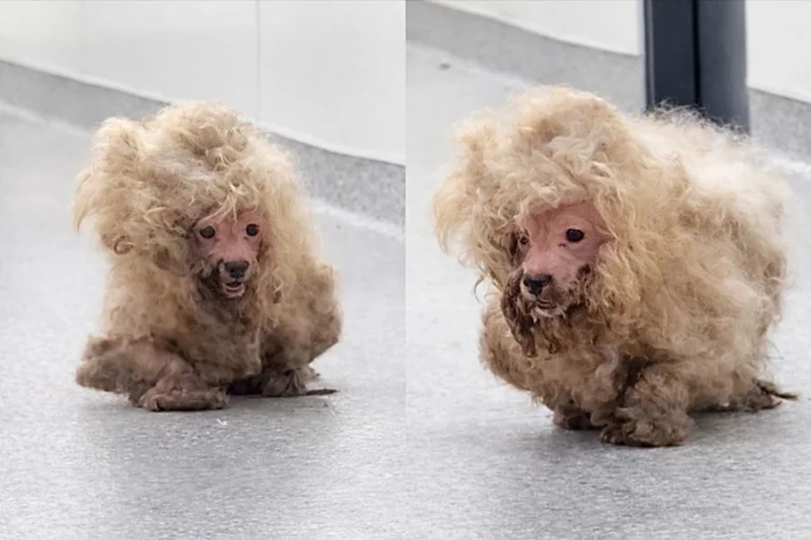 Tosa de 2 horas transforma cachorra resgatada que tinha quase 1 kg de pelos emaranhados