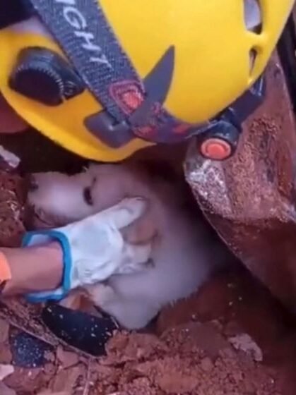 Cachorrinho é resgatado após deslizamento provocado por fortes chuvas em Minas Gerais