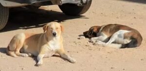 Marrocos está sendo acusado de planejar abate de até 3 milhões de cães de rua antes da Copa de 2030