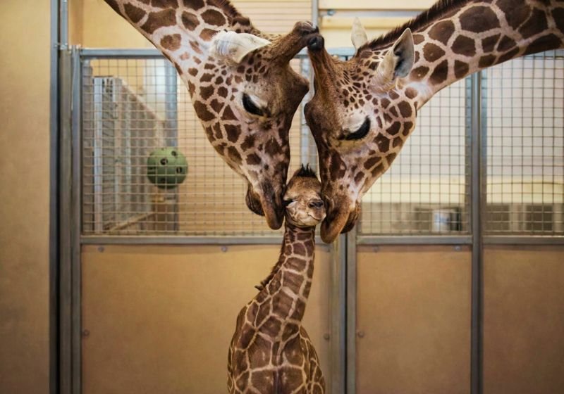 Pais girafas beijam filhote em zoológico nos EUA