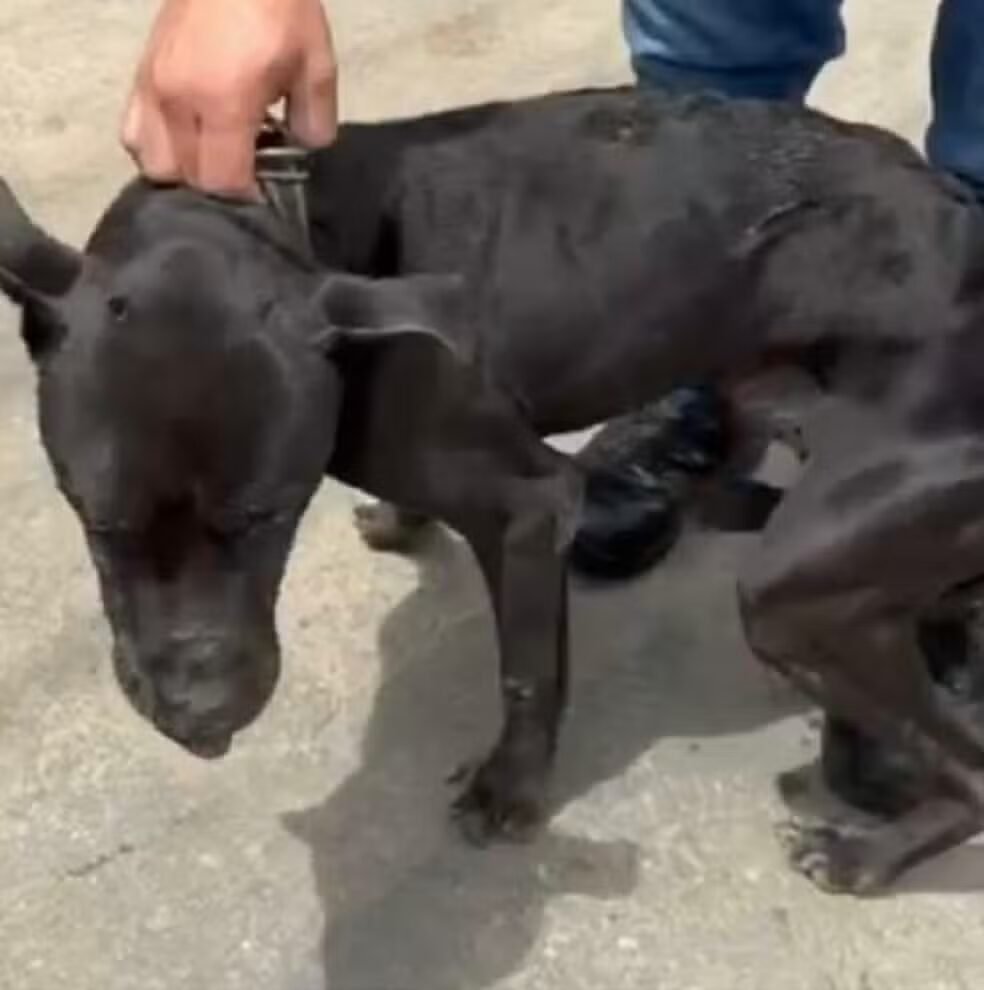 Homem é preso após tentar matar cachorro a pauladas em Juiz de Fora