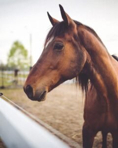 Hospital Veterinário da FAM abre vagas para pós-graduação em Medicina Equina