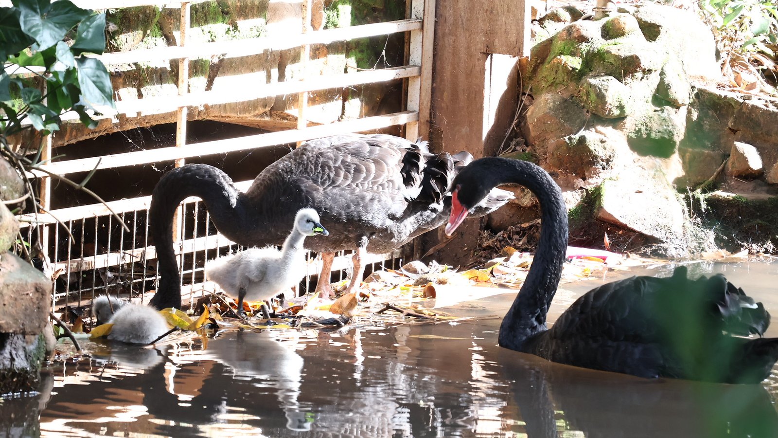 Filhotes de íbis-sagrado e cisne-negro nascem no Zoo Americana