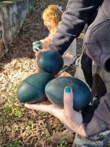 Zoo Americana registra quatro ovos de emu e inicia monitoramento