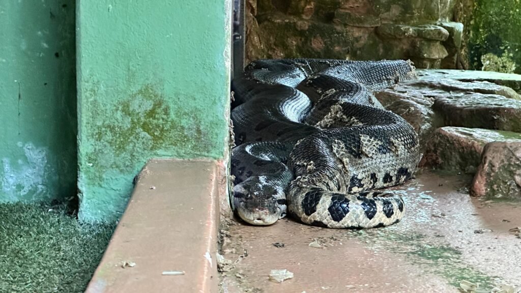 De casas aquecidas a dietas especiais Zoo Americana adequa estrutura dos animais para o inverno