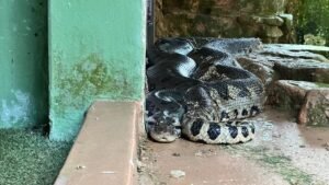 De casas aquecidas a dietas especiais Zoo Americana adequa estrutura dos animais para o inverno