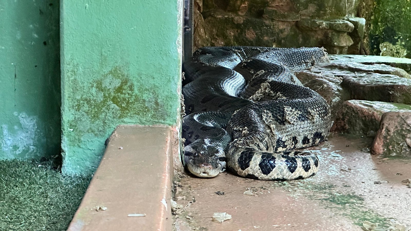 De casas aquecidas a dietas especiais Zoo Americana adequa estrutura dos animais para o inverno