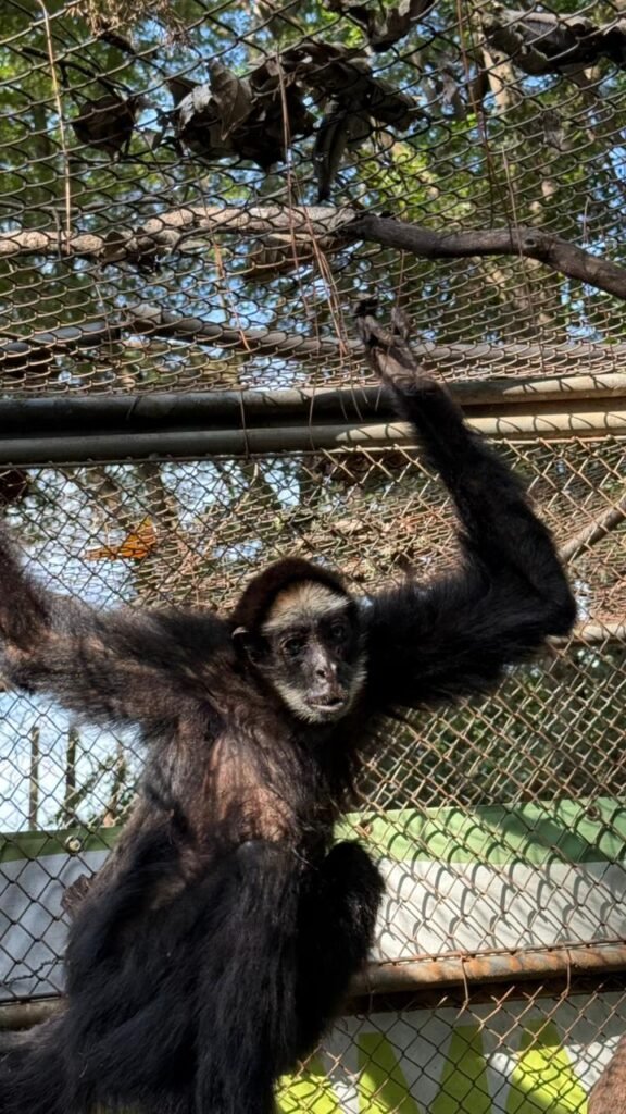 Equipe do Zoo Americana realiza tratamento de macaco-aranha-de-testa-branca com cerca de 40 anos