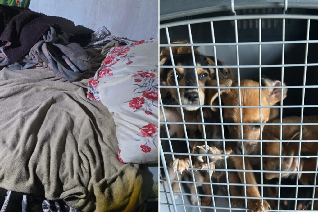 Mulher é resgatada após ser encontrada trancada em casa com 12 cães em situação de maus-tratos