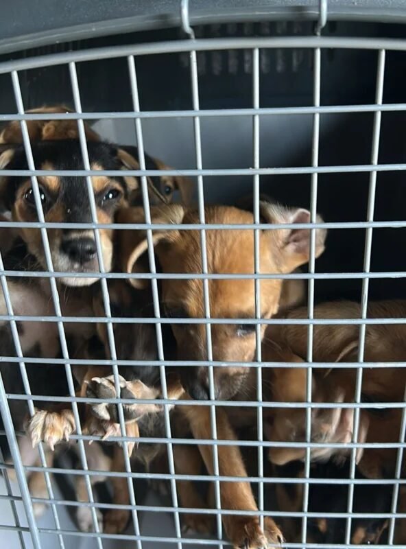 Mulher é resgatada após ser encontrada trancada em casa com 12 cães em situação de maus-tratos
