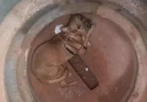 Cachorro é resgatado de dentro de manilha a 3 metros de profundidade em Americana; caso é investigado como maus-tratos