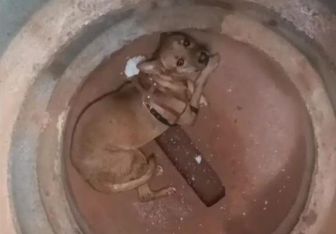 Cachorro é resgatado de dentro de manilha a 3 metros de profundidade em Americana; caso é investigado como maus-tratos