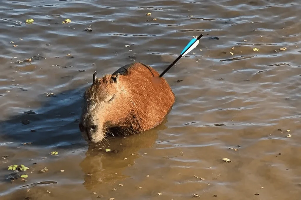 Capivara atingida por flecha morre após ser resgatada na Represa Guarapiranga, em São Paulo