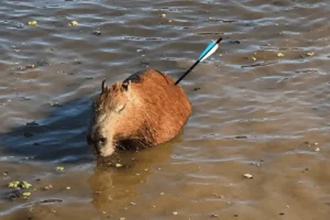 Capivara atingida por flecha morre após ser resgatada na Represa Guarapiranga, em São Paulo
