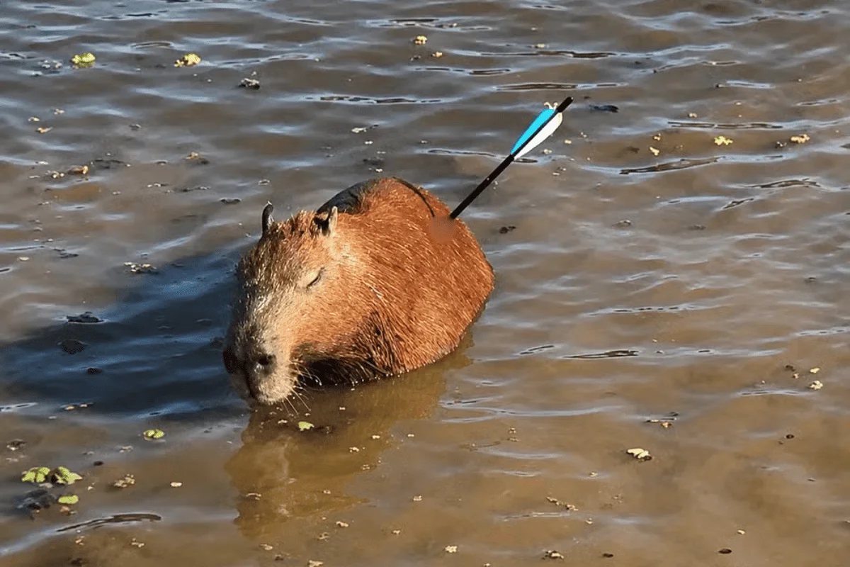 Capivara atingida por flecha morre após ser resgatada na Represa Guarapiranga, em São Paulo