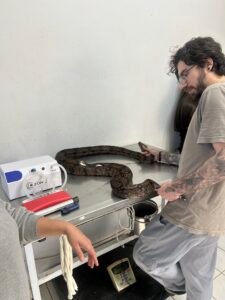 Jiboia Morgana recebe cuidados especiais da equipe do Parque Ecológico
