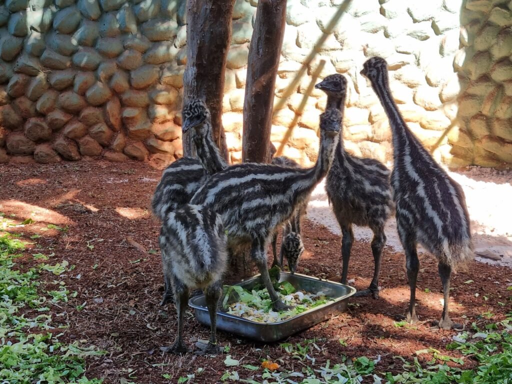 Filhotes de emus são apresentados ao público no Zoo Americana