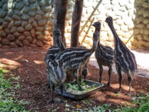 Filhotes de emus são apresentados ao público no Zoo Americana