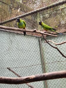 Parque Ecológico de Americana recebe dois periquitos-de-cabeça-preta do Zoo de Bauru