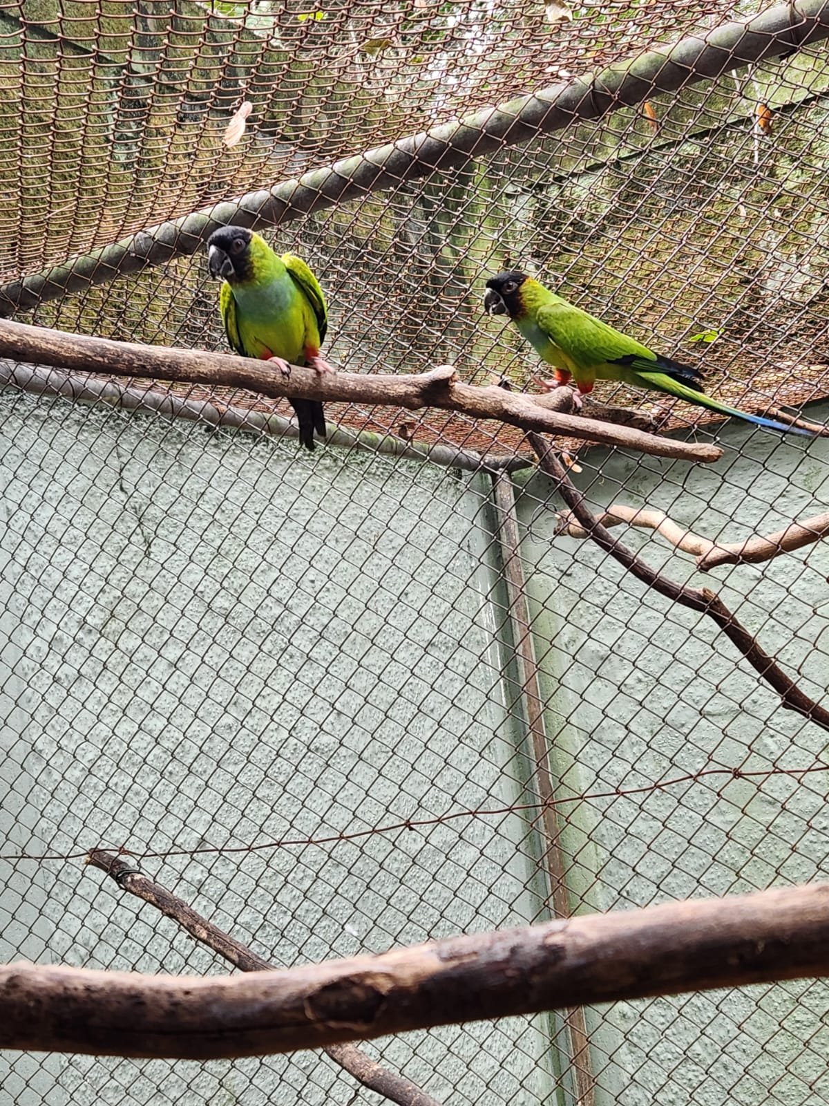 Parque Ecológico de Americana recebe dois periquitos-de-cabeça-preta do Zoo de Bauru