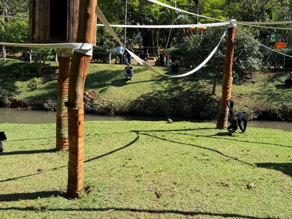 Macacos Belo e Michele retornam ao recinto do Parque Ecológico após três meses de cuidados médico-veterinários