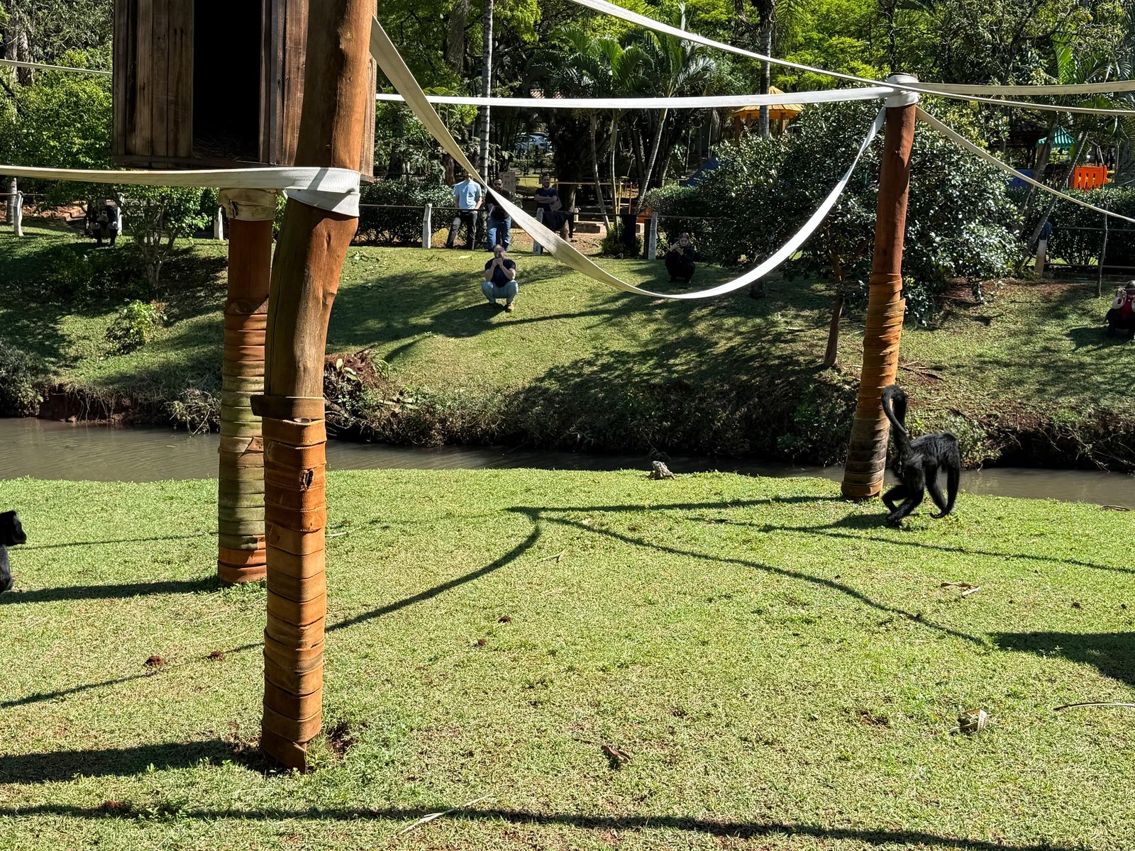 Macacos Belo e Michele retornam ao recinto do Parque Ecológico após três meses de cuidados médico-veterinários