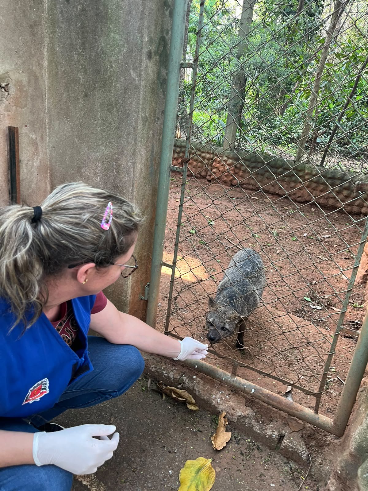 Lobo-guará, cachorros-do-mato e raposas-do-campo do Zoo Americana recebem tratamento preventivo
