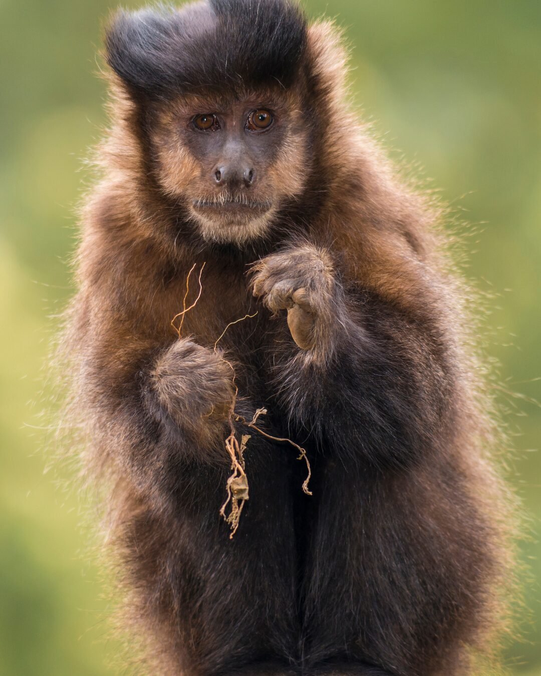 Macaco-prego invade casas, bebe álcool, toma remédios e agride moradores em Salvador