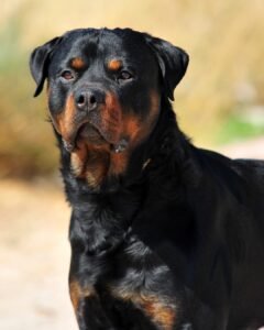 Mulher de 73 anos é atacada por dois rottweilers e perde orelha