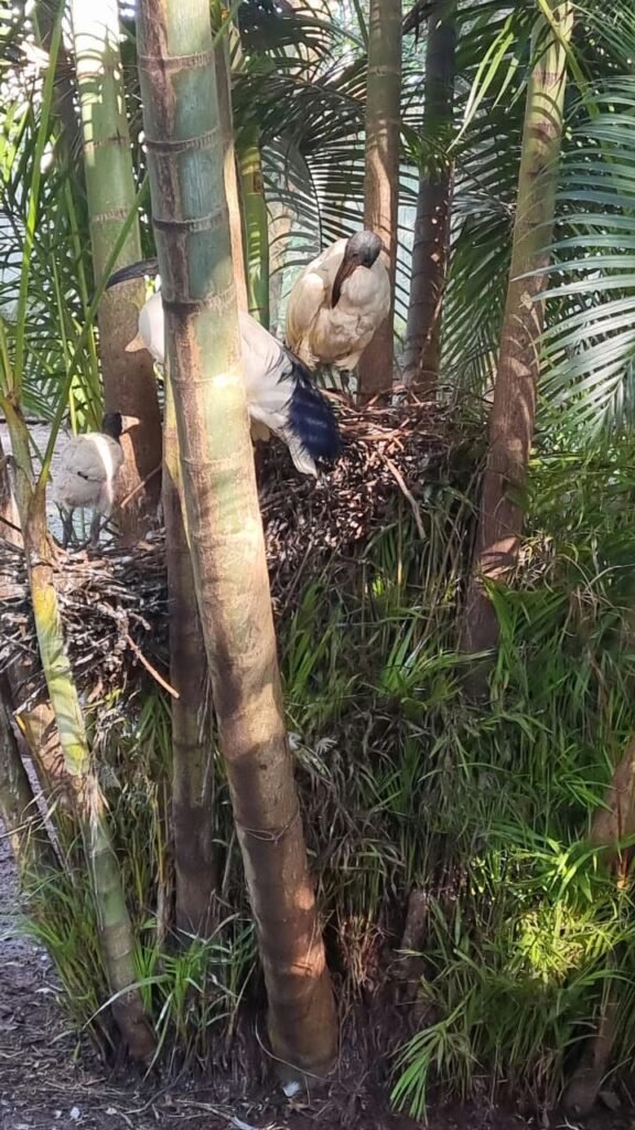 Parque Ecológico apresenta nove filhotes de aves exóticas ao público