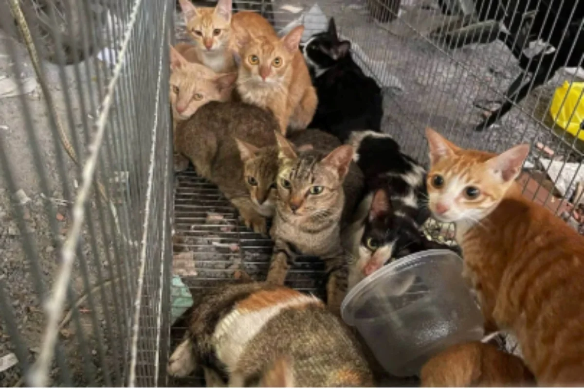 Quadrilha é presa no Vietnã após roubar cerca de 2,7 mil gatos para vender carne
