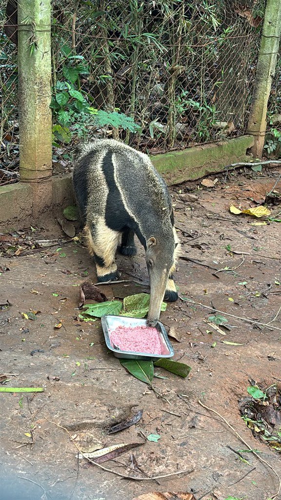 Tamanduás-bandeira, mangusto-listrado e quatis do Zoo Americana recebem tratamento preventivo